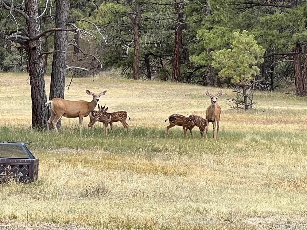 24124 Agate Trail Deer Trail, CO 80105
