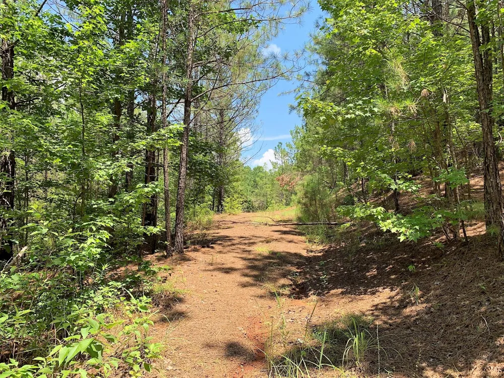 558 County Road 4101 Jacksonville, TX 75766