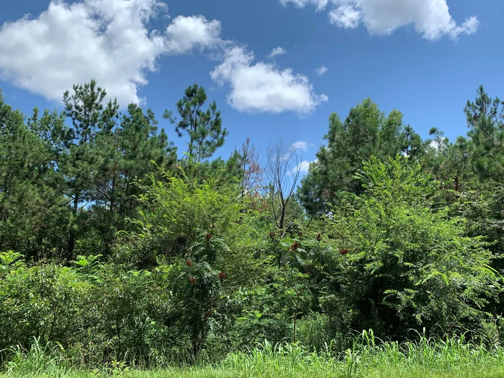 558 County Road 4101 Jacksonville, TX 75766