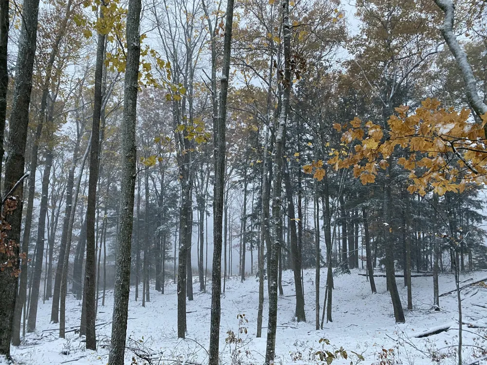 Pristine Woods Lane Bellaire, MI 49615