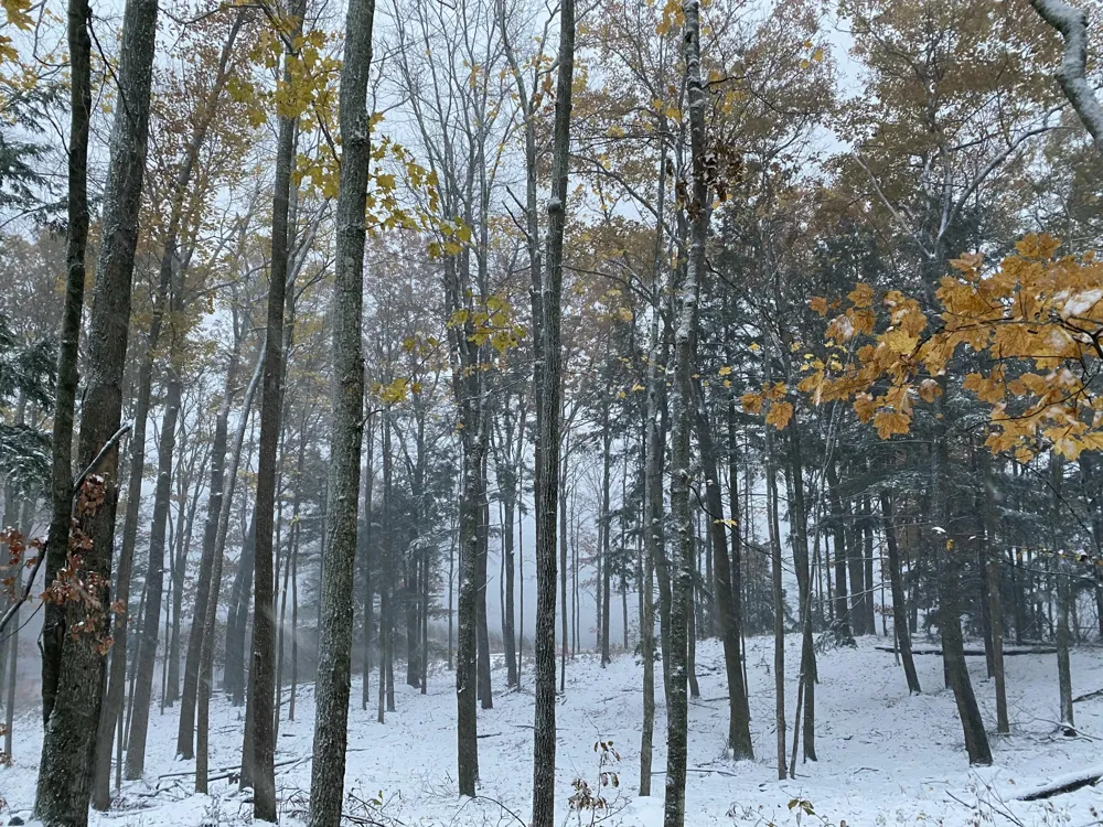 Pristine Woods Lane Bellaire, MI 49615