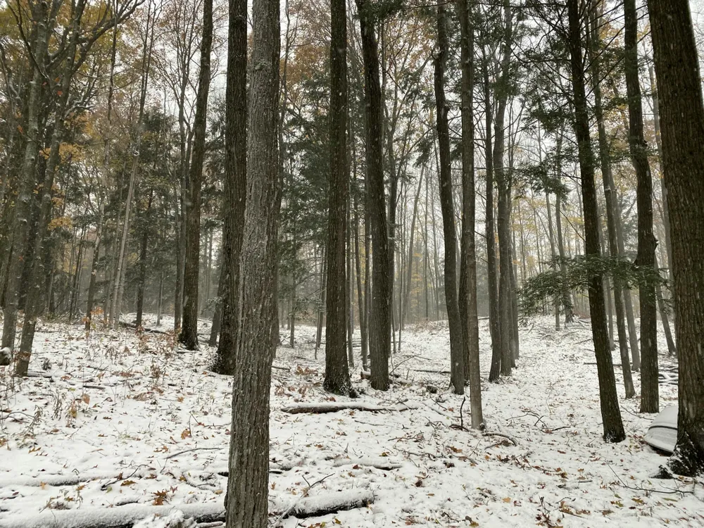 Pristine Woods Lane Bellaire, MI 49615