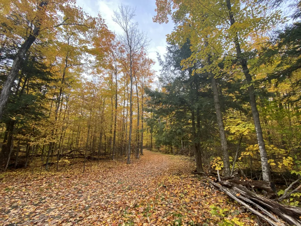 Pristine Woods Lane Bellaire, MI 49615