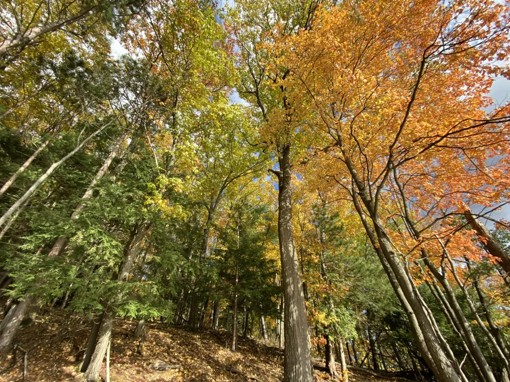 Pristine Woods Lane Bellaire, MI 49615