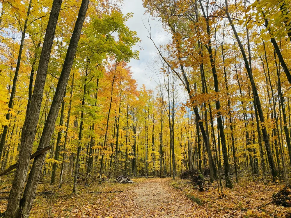 Pristine Woods Lane Bellaire, MI 49615