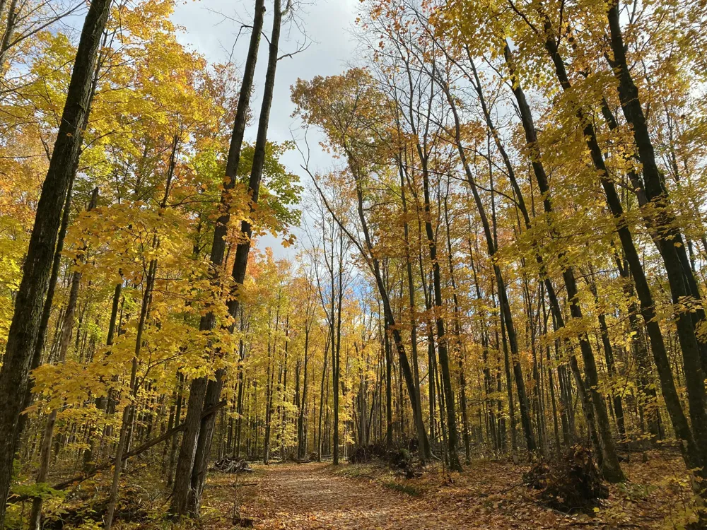 Pristine Woods Lane Bellaire, MI 49615
