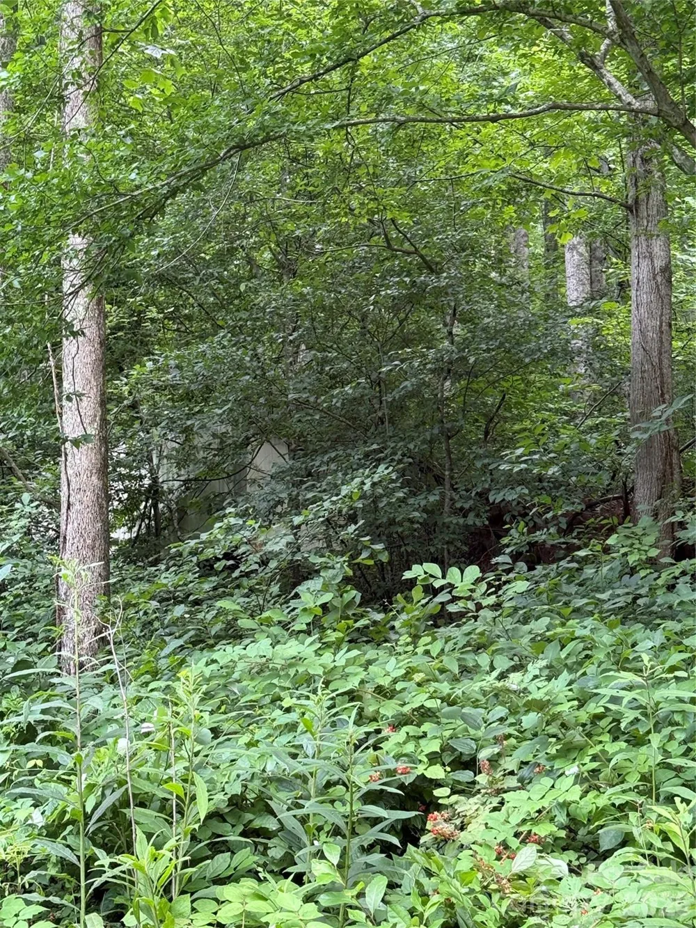 99999 Paint Fork Road Barnardsville, NC 28709