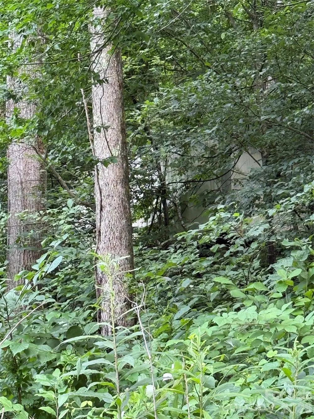 99999 Paint Fork Road Barnardsville, NC 28709