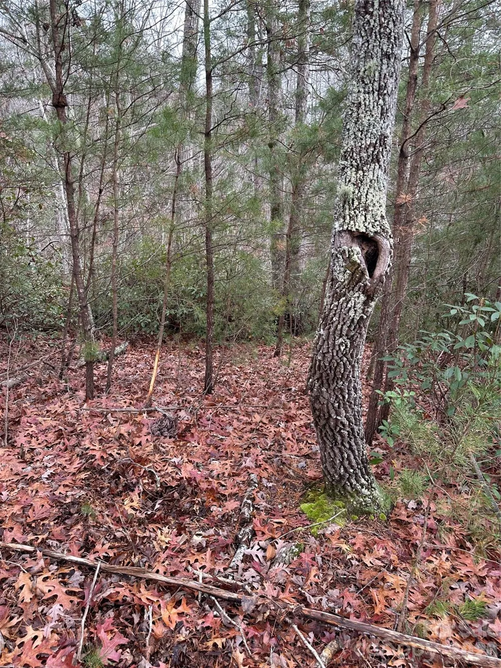 2 Jackson Cove Road W Mill Spring, NC 28756