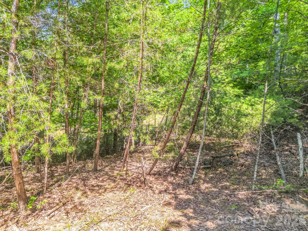 2 Jackson Cove Road W Mill Spring, NC 28756