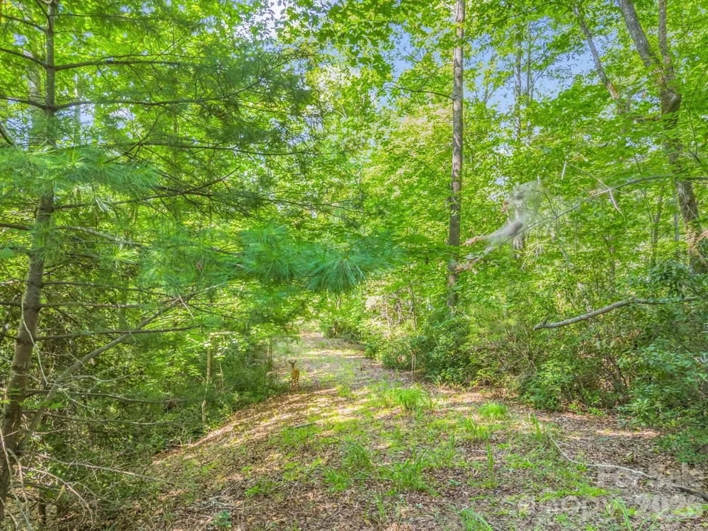 2 Jackson Cove Road W Mill Spring, NC 28756