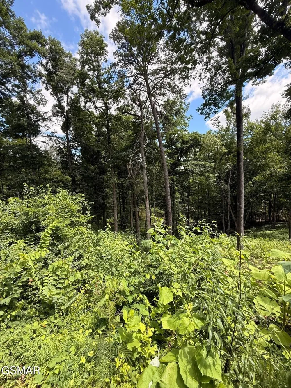 12 Cherokee Drive Dandridge, TN 37725