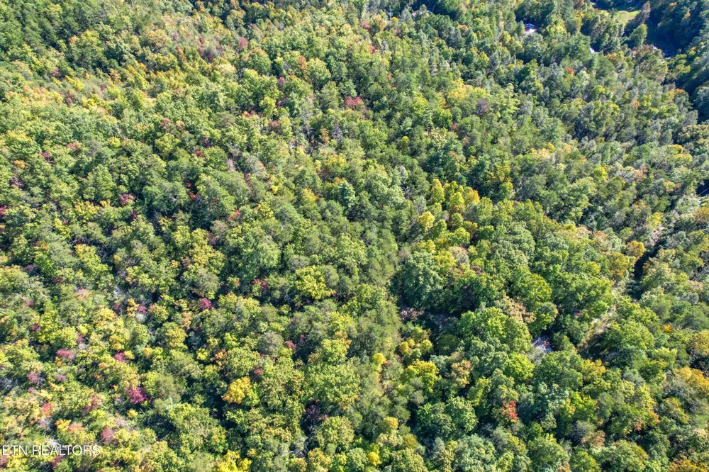 0 0 Branam Hollow Road Off Gatlinburg, TN 37738