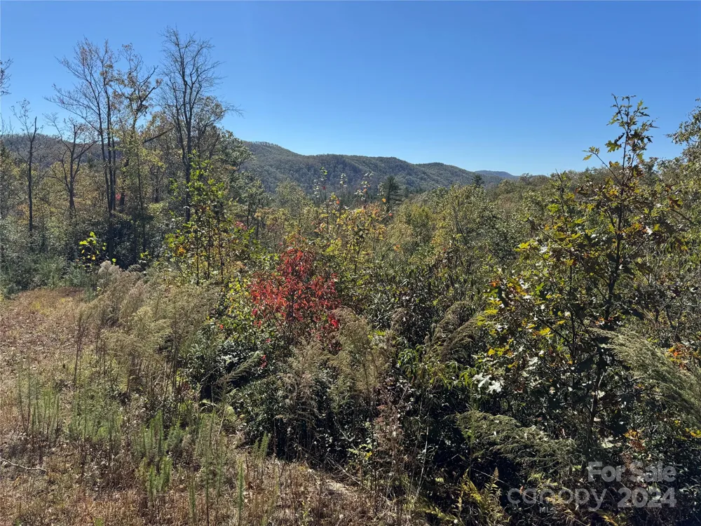 667 Laurel Thicket Lane Brevard, NC 28712