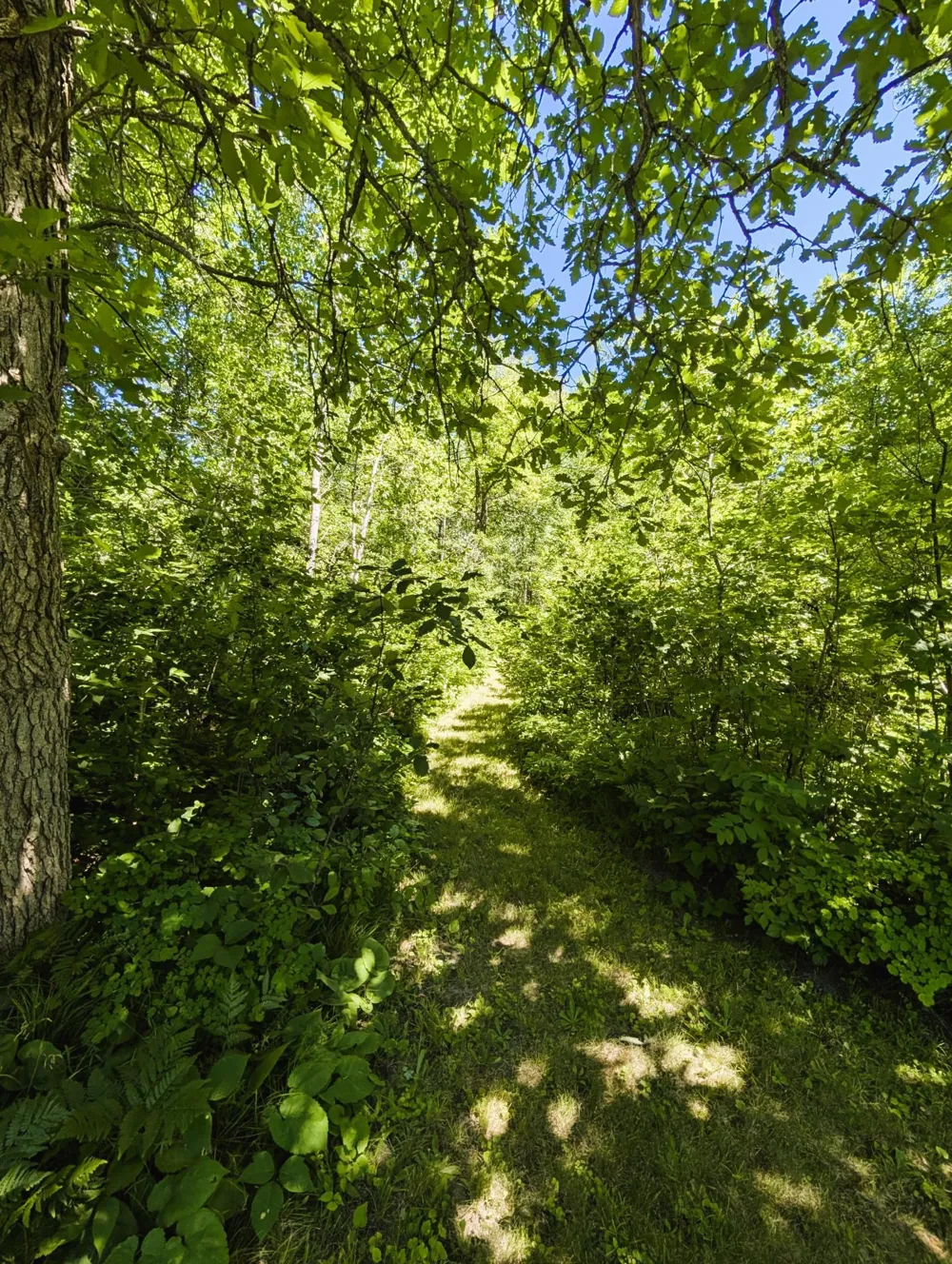 42683 County 3 Solway, MN 56678