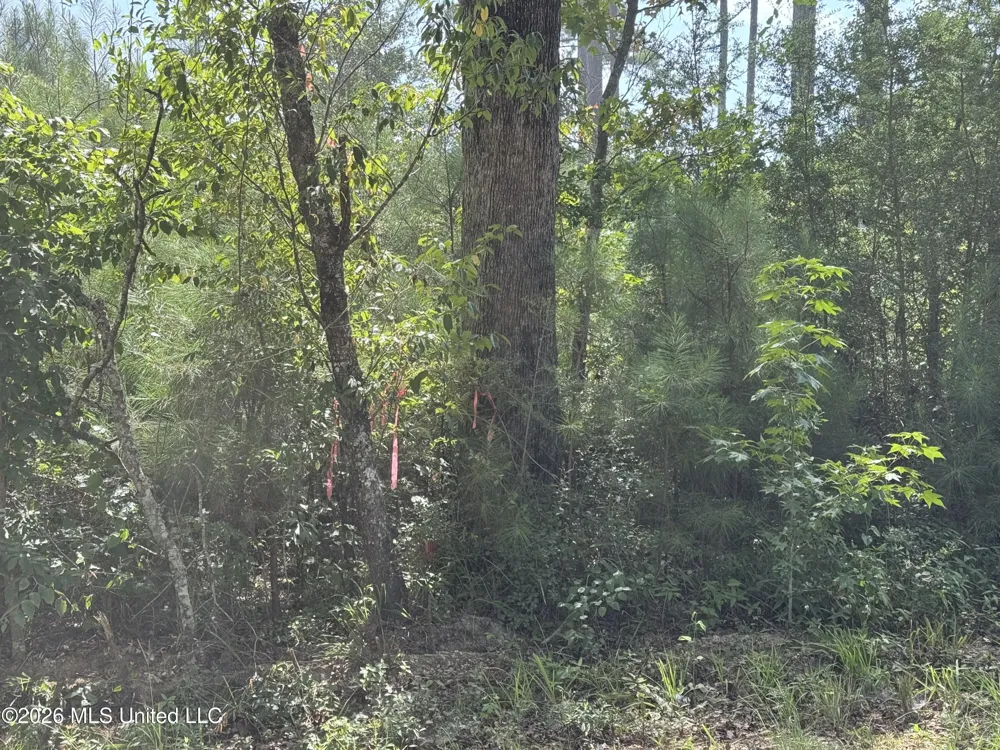 32 Sauls Road Ruth, MS 39662