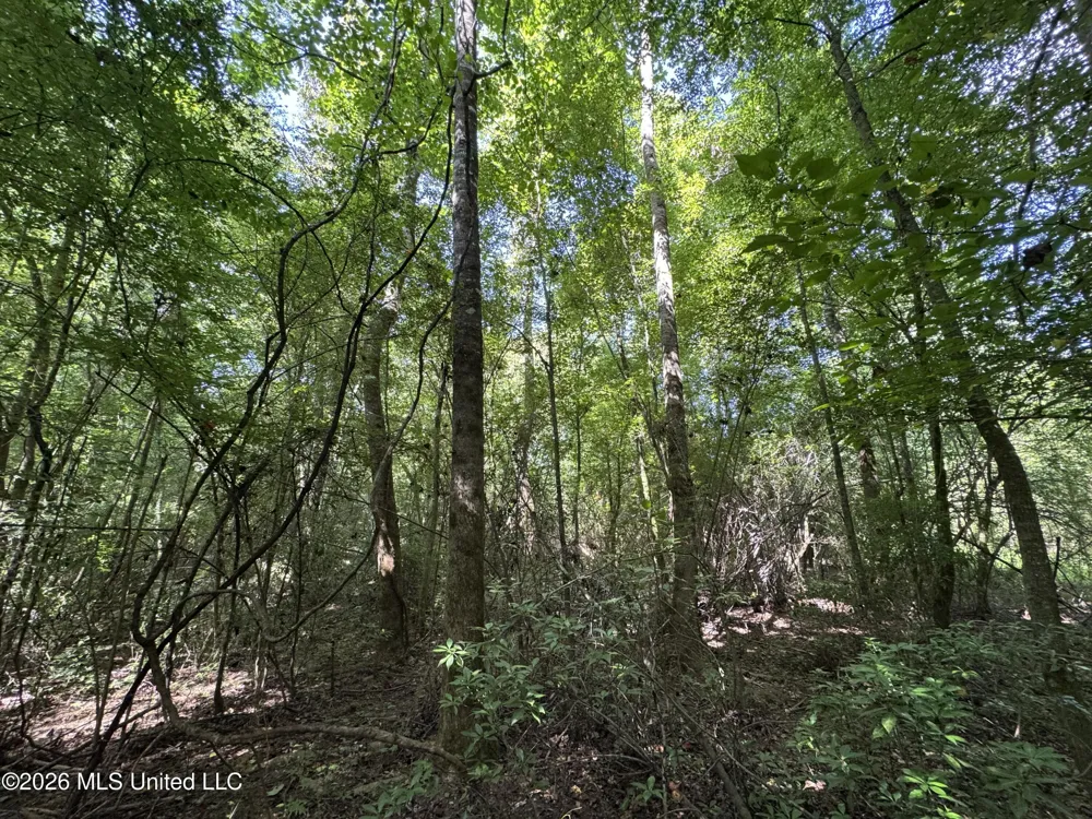 32 Sauls Road Ruth, MS 39662
