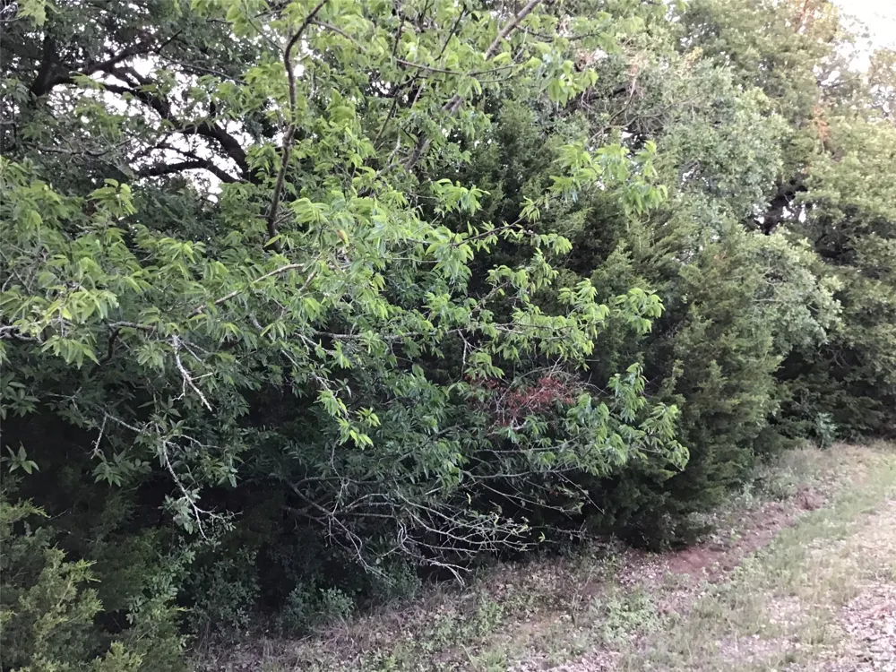 44021 Fringewood Drive Whitney, TX 76692