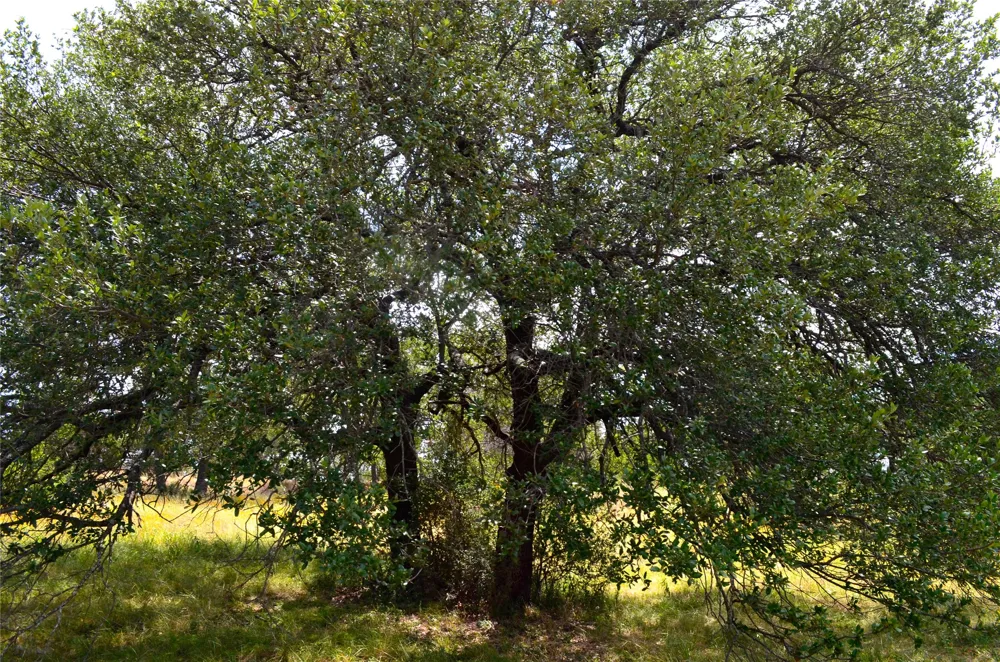2091 Turquoise Horseshoe Bay, TX 78657