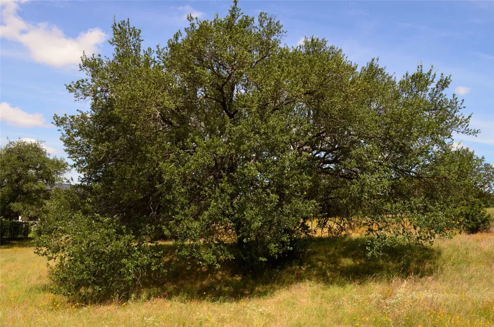 2091 Turquoise Horseshoe Bay, TX 78657