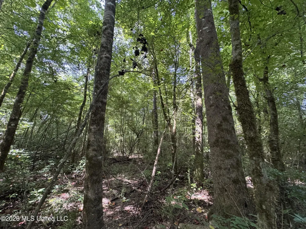 32a Sauls Road Ruth, MS 39662