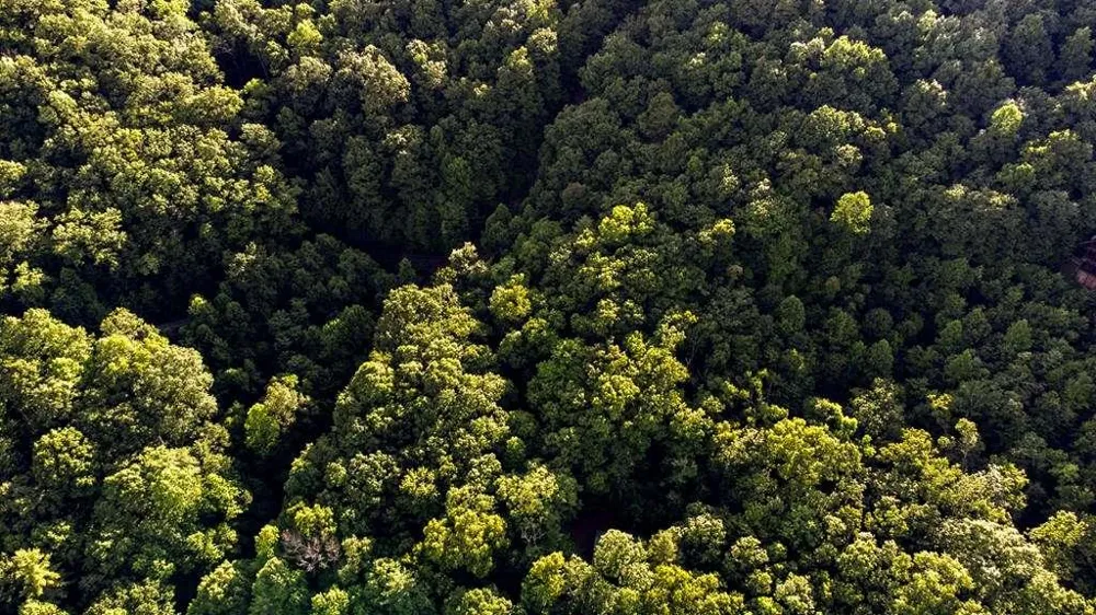LOT 18 Cub Trail Cherry Log, GA 30522