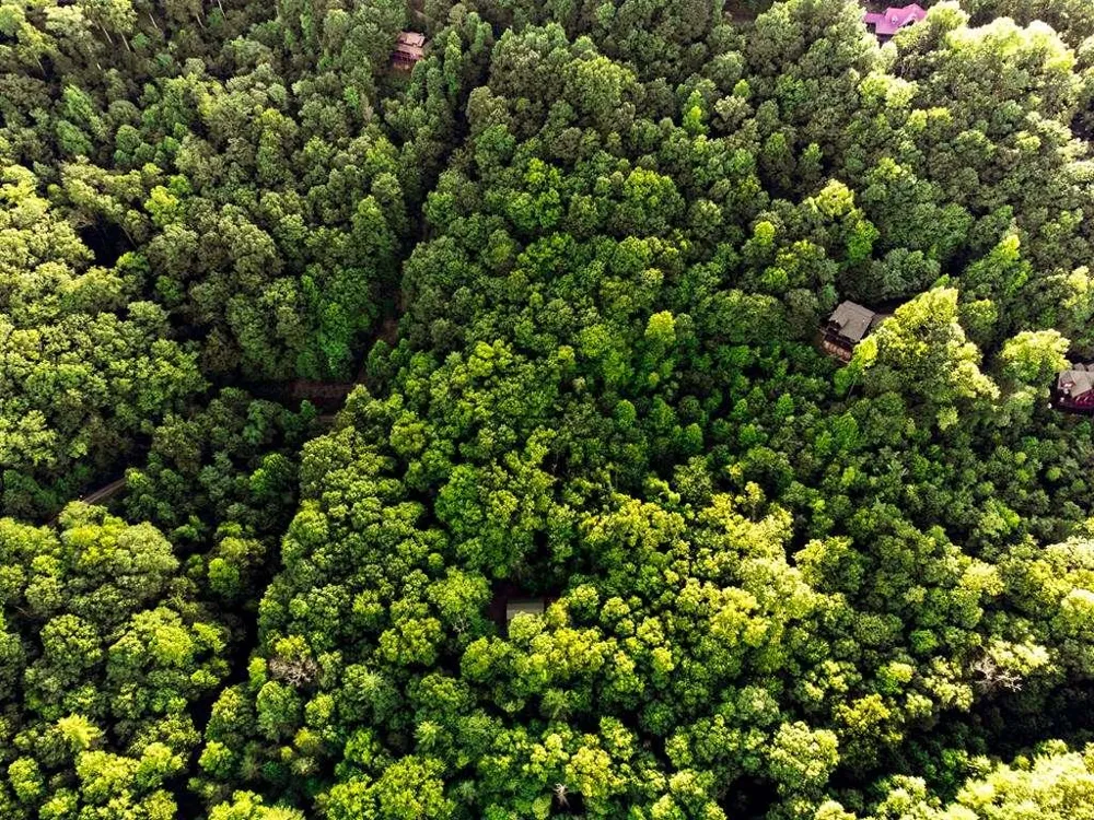 LOT 18 Cub Trail Cherry Log, GA 30522