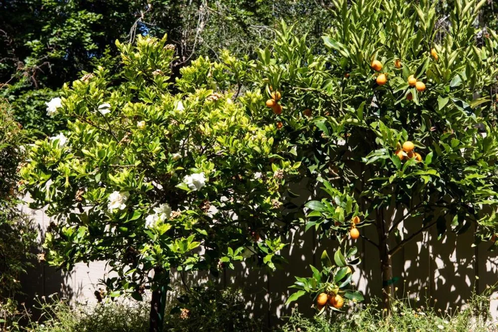 6 Bay Tree Los Altos, CA 94022