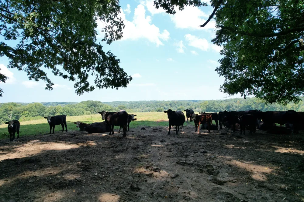5 N Lick Creek Rd Franklin, TN 37064