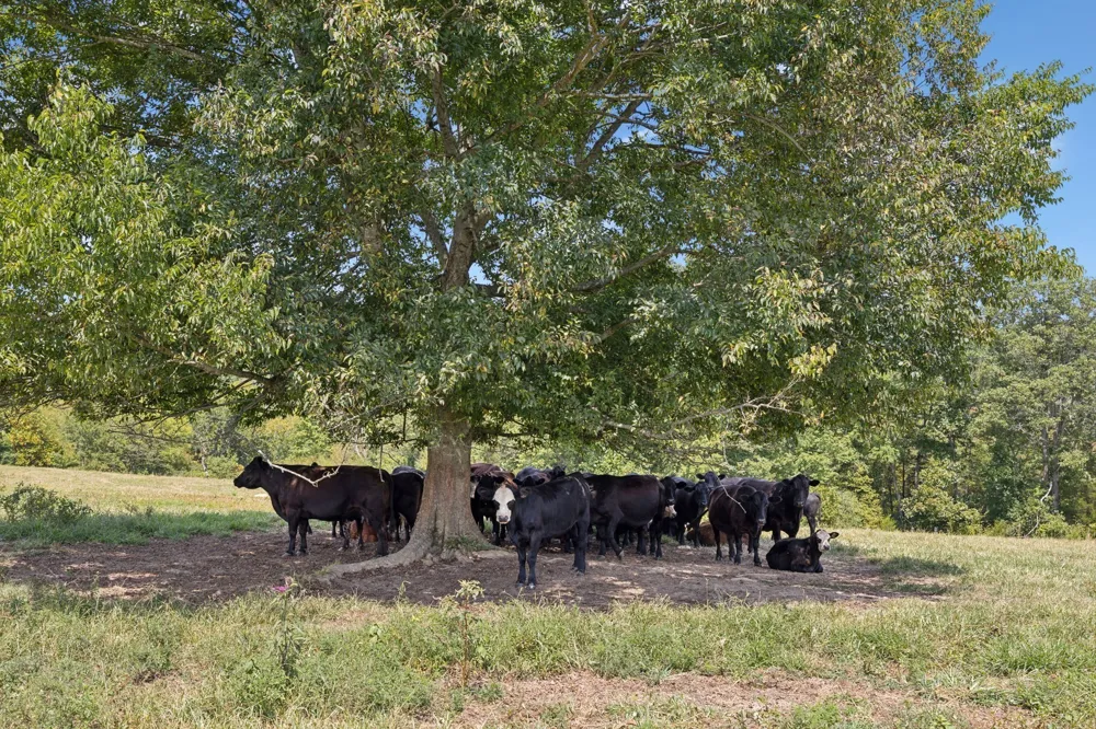 5 N Lick Creek Rd Franklin, TN 37064