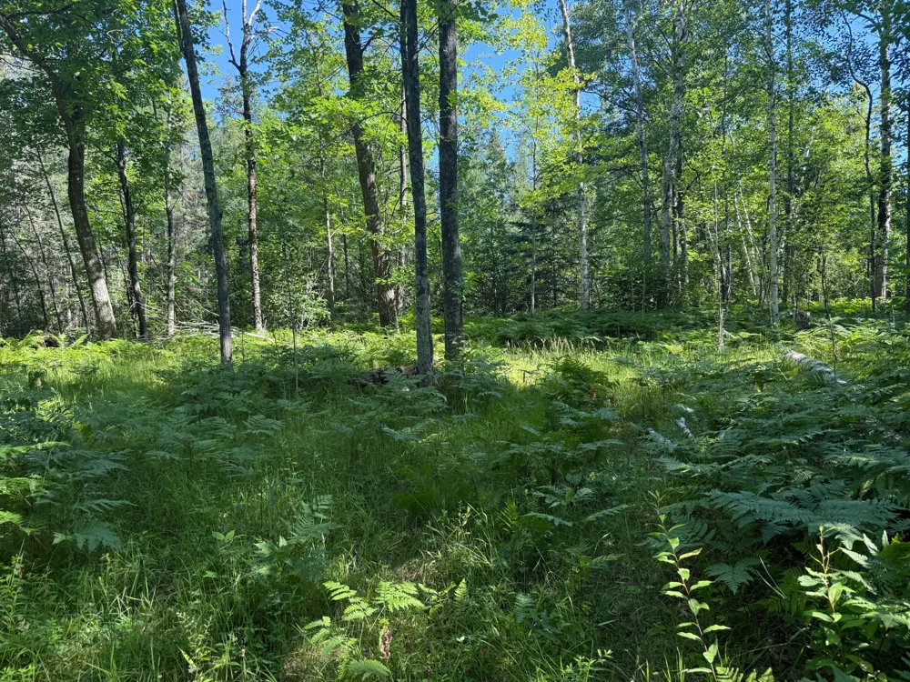31032 280th Street Aitkin, MN 56431
