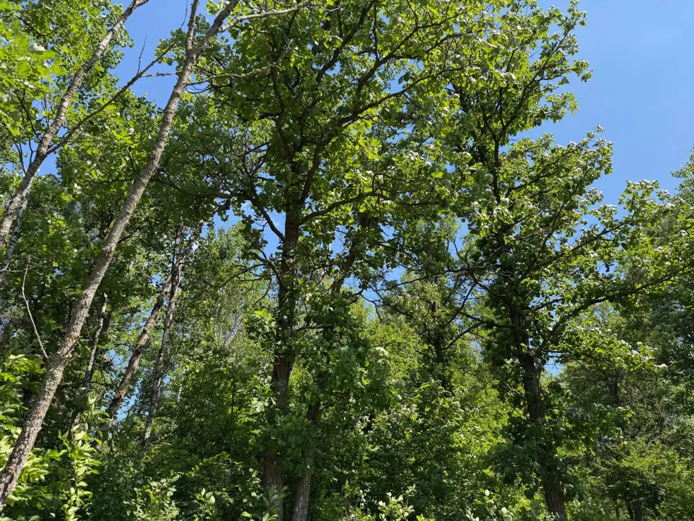 TBD County 95 Laporte, MN 56461
