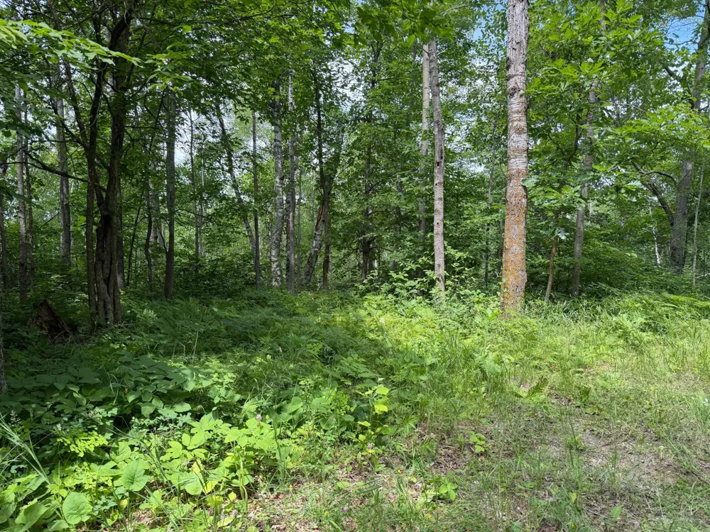 TBD County 95 Laporte, MN 56461