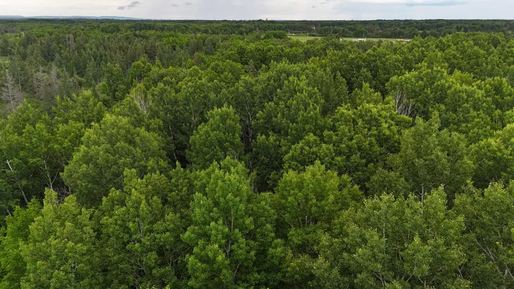 3xxx Quaal Road Forbes, MN 55738