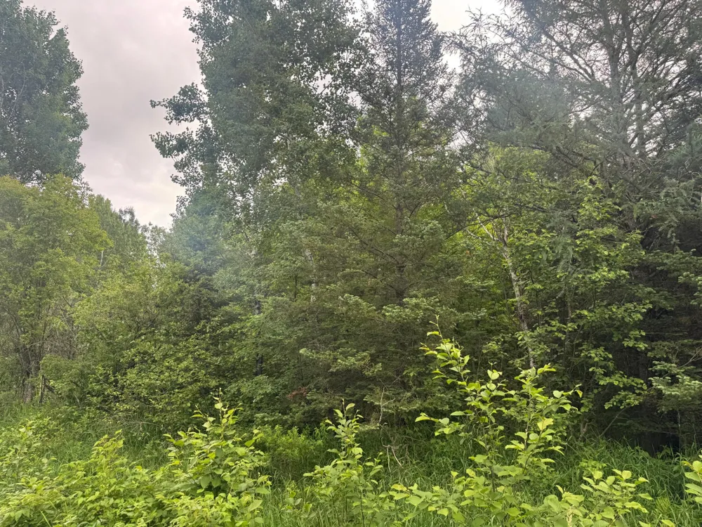 3xxx Quaal Road Forbes, MN 55738