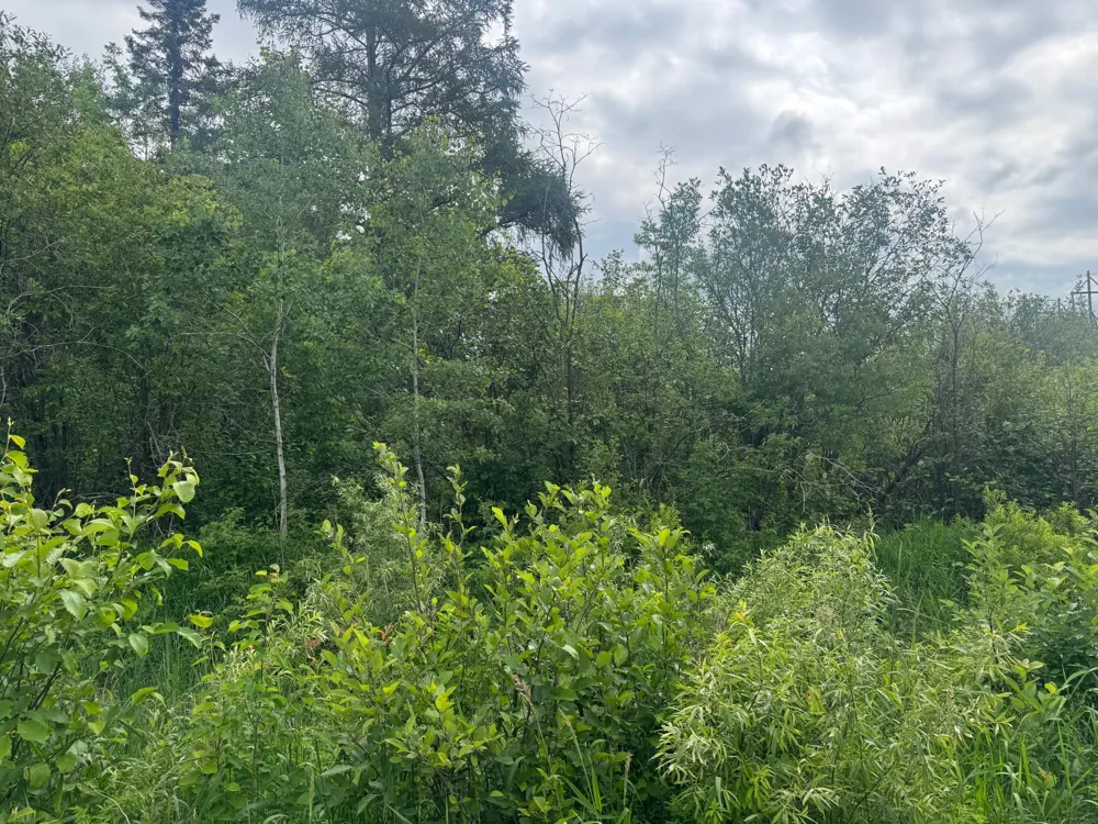 3xxx Quaal Road Forbes, MN 55738