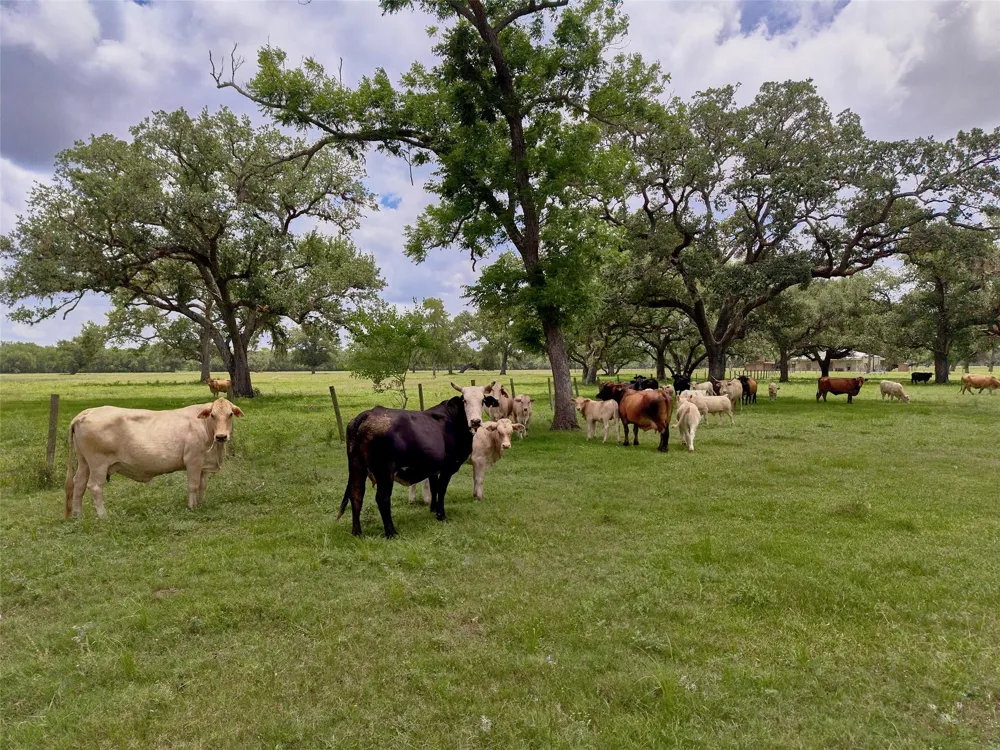 9920 Fm-457 Cedar Lane, TX 77415