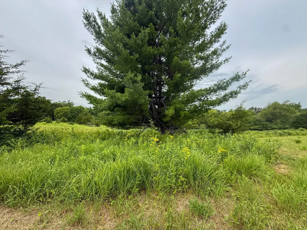 tbd 590th Street Kellogg, MN 55964