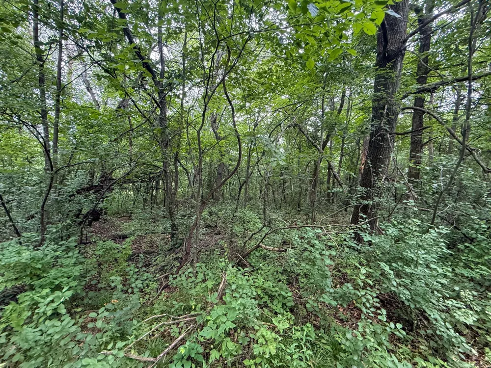 tbd 590th Street Kellogg, MN 55964