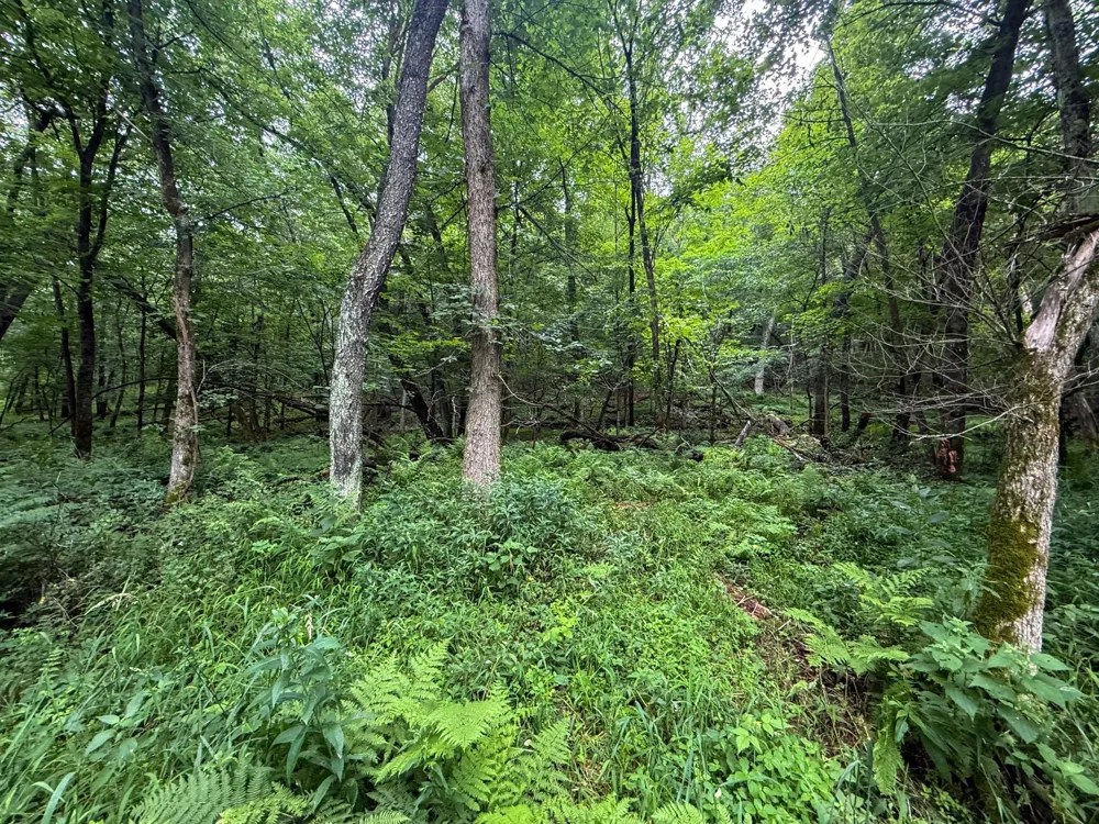 tbd 590th Street Kellogg, MN 55964