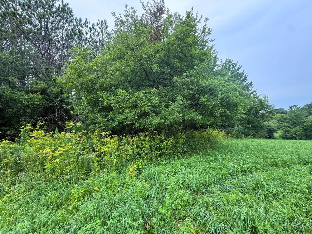 tbd 590th Street Kellogg, MN 55964