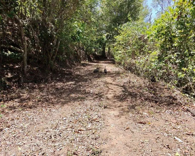 HACIENDA DE CIDRA, RABANAL PARCELA #32 Cidra, PR 00739