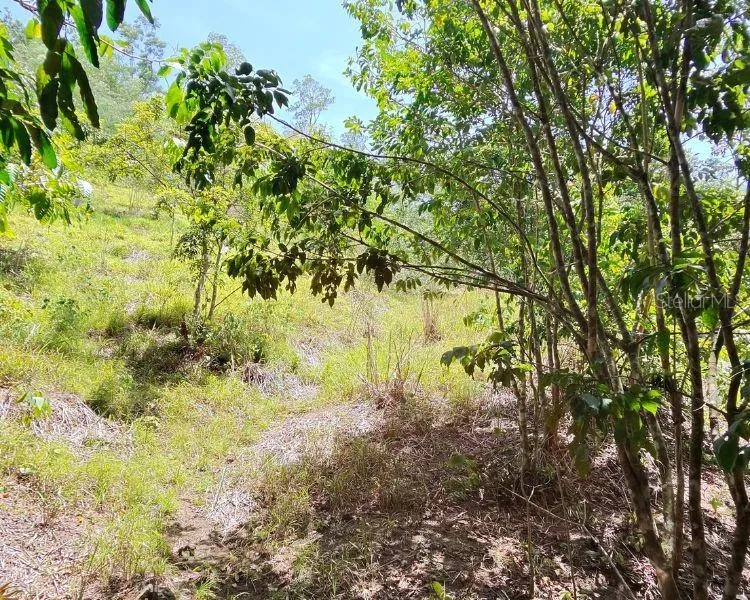 HACIENDA DE CIDRA, RABANAL PARCELA #32 Cidra, PR 00739