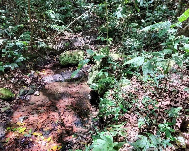 HACIENDA DE CIDRA, RABANAL PARCELA #32 Cidra, PR 00739