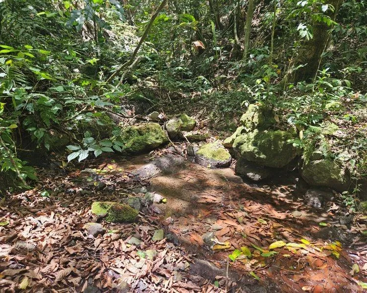 HACIENDA DE CIDRA, RABANAL PARCELA #32 Cidra, PR 00739