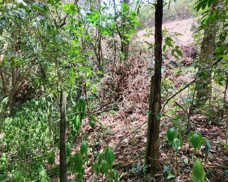 HACIENDA DE CIDRA, RABANAL PARCELA #32 Cidra, PR 00739