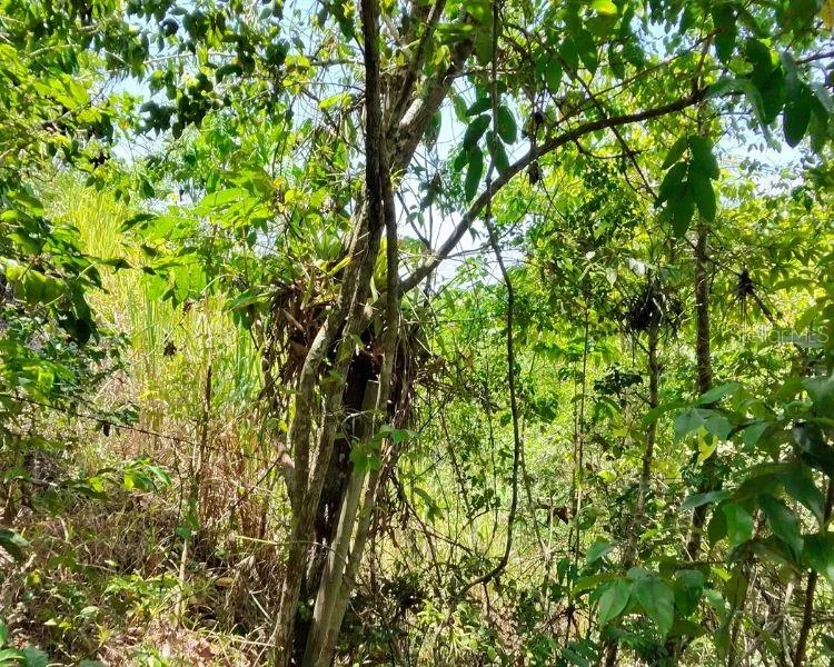 HACIENDA DE CIDRA, RABANAL PARCELA #32 Cidra, PR 00739