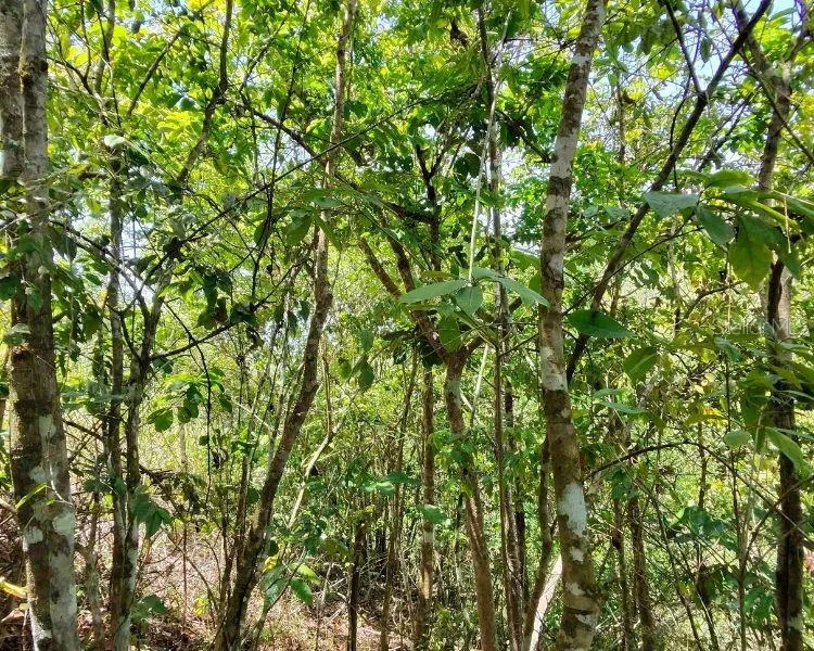 HACIENDA DE CIDRA, RABANAL PARCELA #32 Cidra, PR 00739
