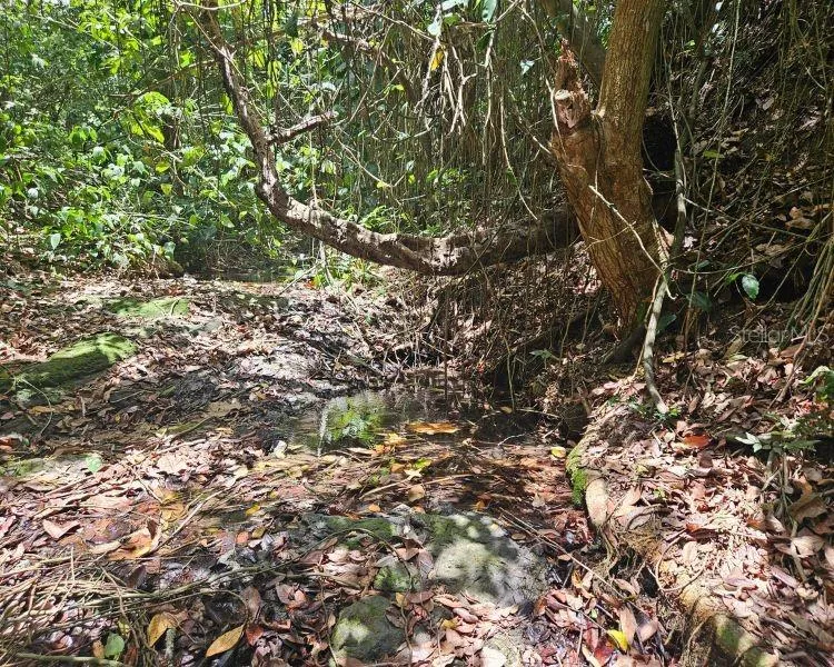 HACIENDA DE CIDRA, RABANAL PARCELA #32 Cidra, PR 00739