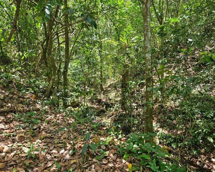 HACIENDA DE CIDRA, RABANAL PARCELA #32 Cidra, PR 00739